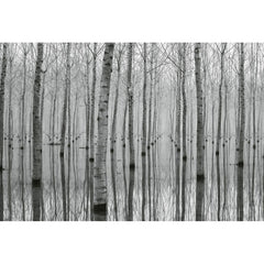 Birch Forest in the Water Mural - Fantastick