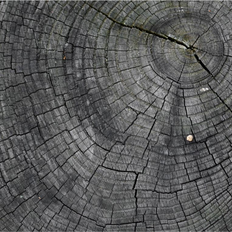 Elephant Head - Patterned - texture tree stump