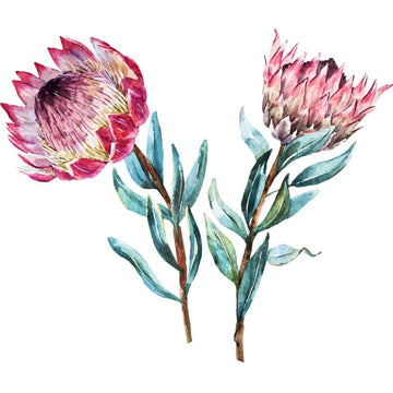 Giant Proteas - vinyl wall stickers - Fantastick