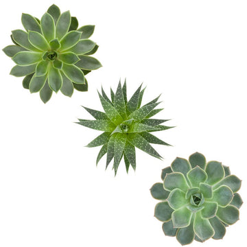 Trio of Succulents in green - Vinyl wall stickers - Fantastick