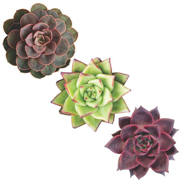 Trio of Succulents in red hues - Vinyl wall stickers - Fantastick