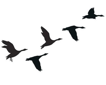 Wild geese - Vinyl wall stickers - Fantastick